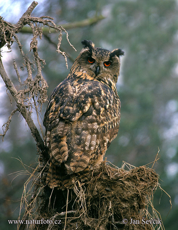 Výr skalný (Bubo bubo)