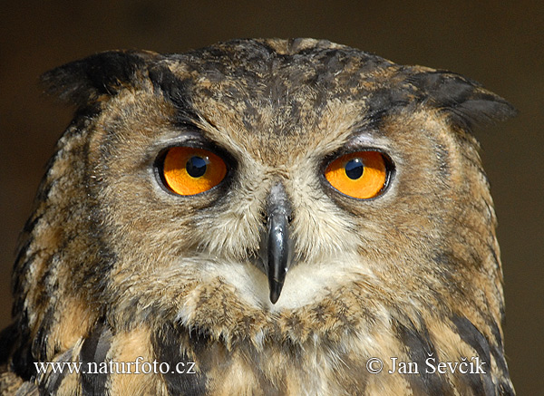 Výr skalný (Bubo bubo)