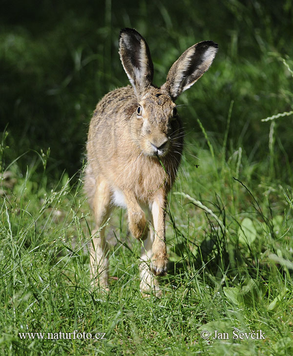 Zajac poĺný (Lepus europaeus)