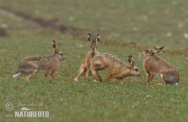 Zajac poĺný (Lepus europaeus)