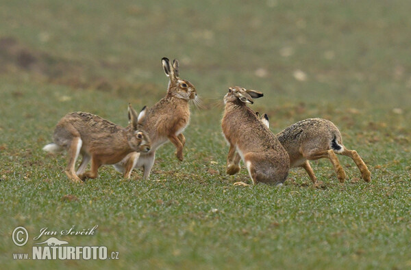 Zajac poĺný (Lepus europaeus)