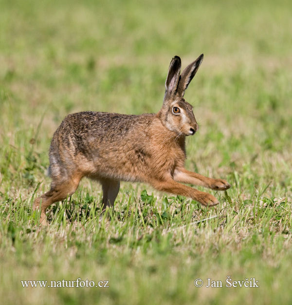 Zajac poĺný (Lepus europaeus)