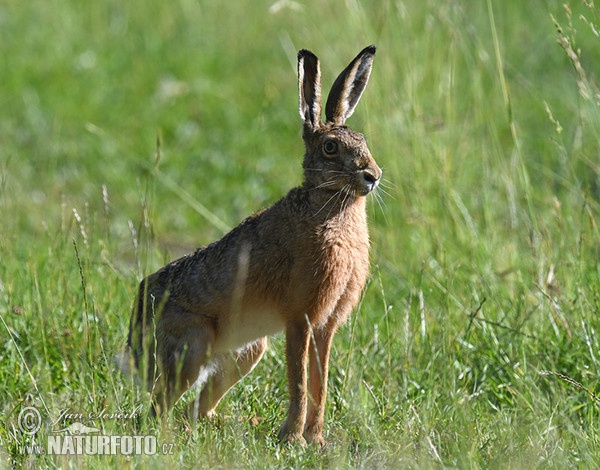 Zajac poĺný (Lepus europaeus)