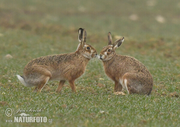 Zajac poĺný (Lepus europaeus)