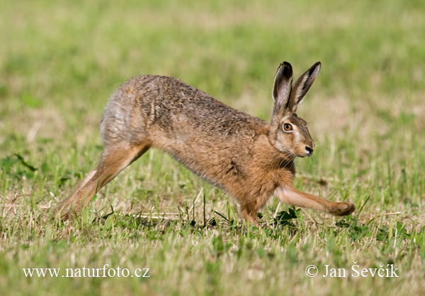 Zajac poĺný (Lepus europaeus)