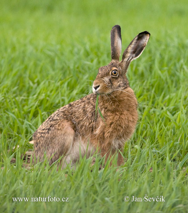 Zajac poĺný (Lepus europaeus)