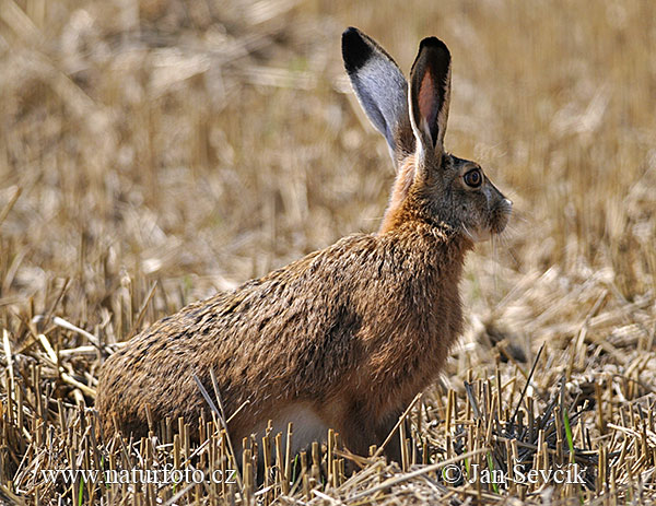 Zajac poĺný (Lepus europaeus)