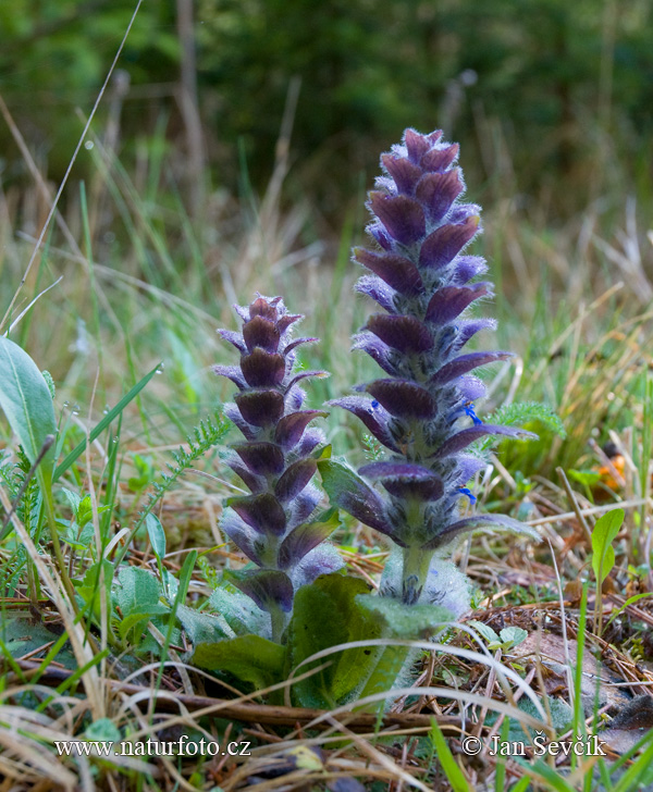 Zbehovec ihlanovitý (Ajuga pyramidalis)