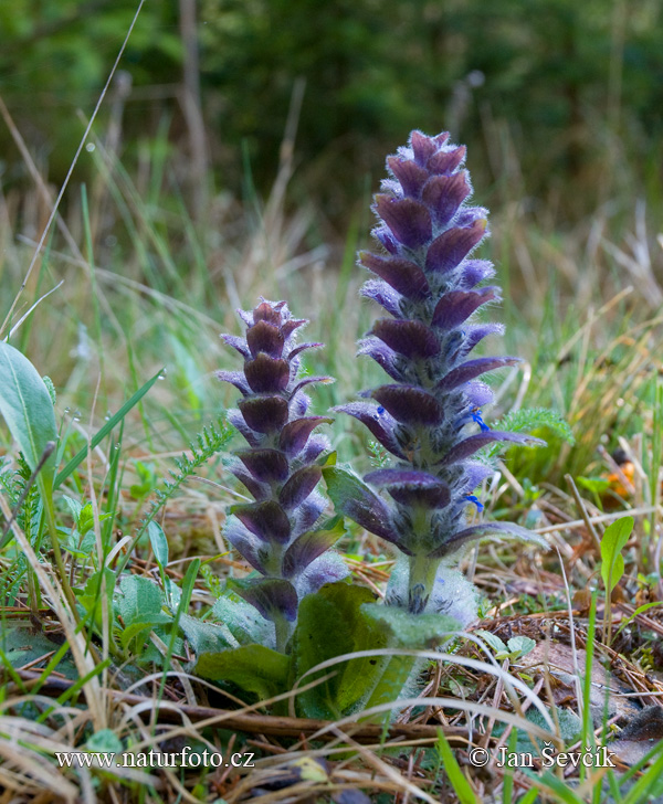 Zbehovec ihlanovitý (Ajuga pyramidalis)