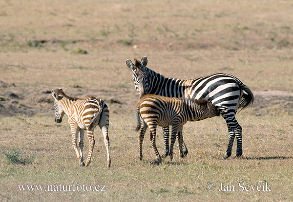 Zebra Böhmova (Equus quagga boehmi)