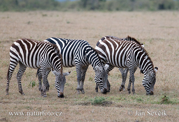 Zebra Böhmova (Equus quagga boehmi)