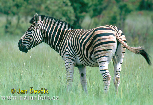 Zebra stepná (Equus quagga burchellii)