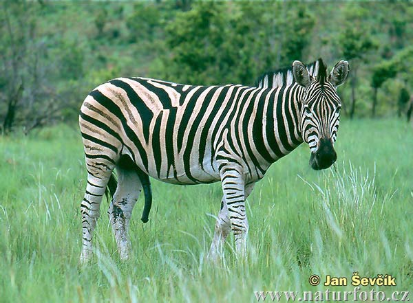 Zebra stepná (Equus quagga burchellii)