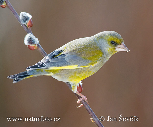 Zelienka obyčajná (Carduelis chloris)