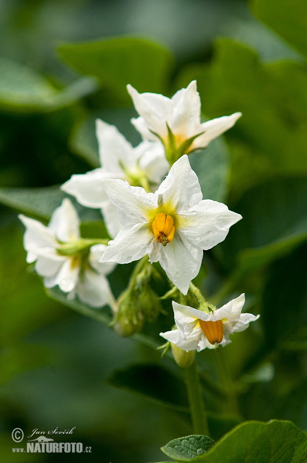 Zemiakov (Solanum tuberosum)