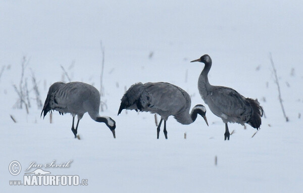 Žeriav popolavý (Grus grus)