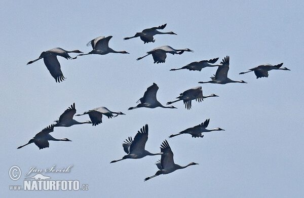 Žeriav popolavý (Grus grus)