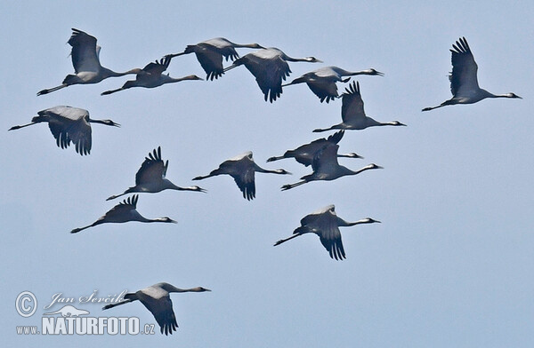 Žeriav popolavý (Grus grus)