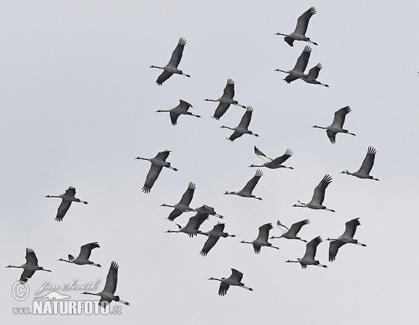 Žeriav popolavý (Grus grus)