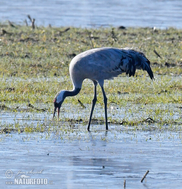 Žeriav popolavý (Grus grus)