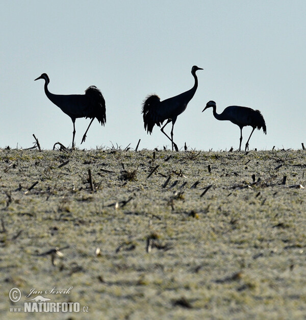 Žeriav popolavý (Grus grus)