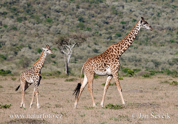 Žirafa (Giraffa camelopardalis tippelskirchi)