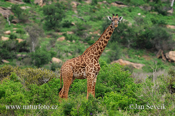 Žirafa (Giraffa camelopardalis tippelskirchi)