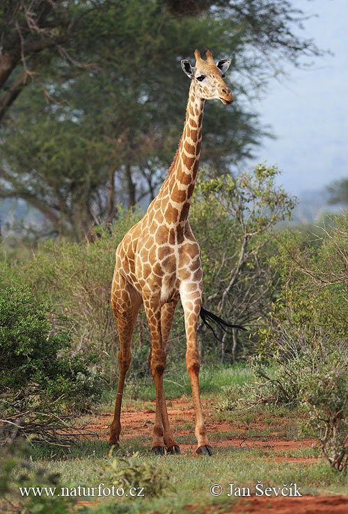 Žirafa (Giraffa camelopardalis tippelskirchi)