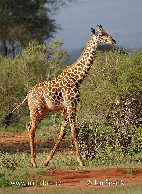 Žirafa (Giraffa camelopardalis tippelskirchi)