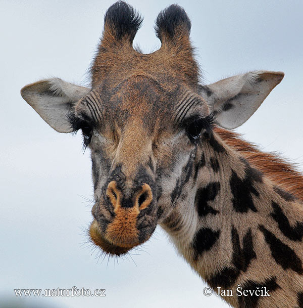 Žirafa (Giraffa camelopardalis tippelskirchi)