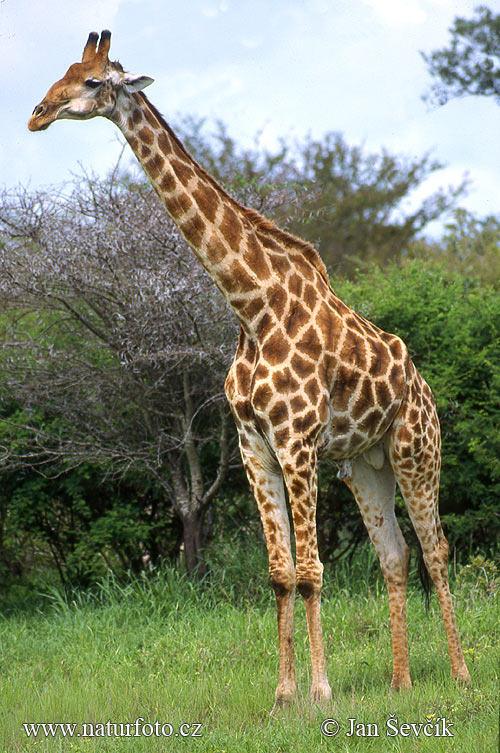 Žirafa štíhla (Giraffa camelopardalis giraffa)