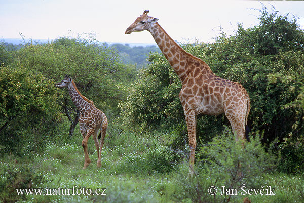 Žirafa štíhla (Giraffa camelopardalis giraffa)