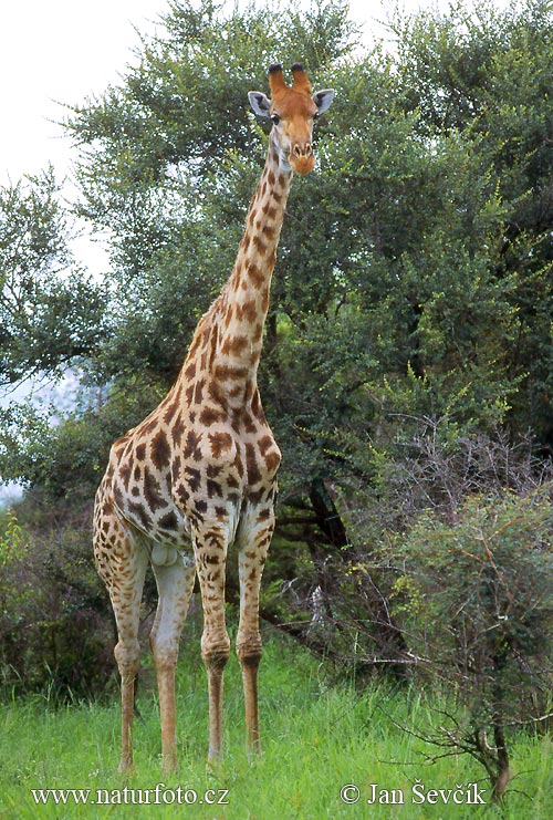 Žirafa štíhla (Giraffa camelopardalis giraffa)