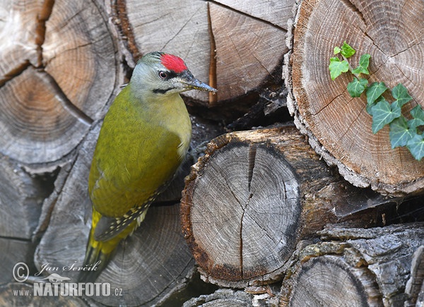 Žlna sivá (Picus canus)