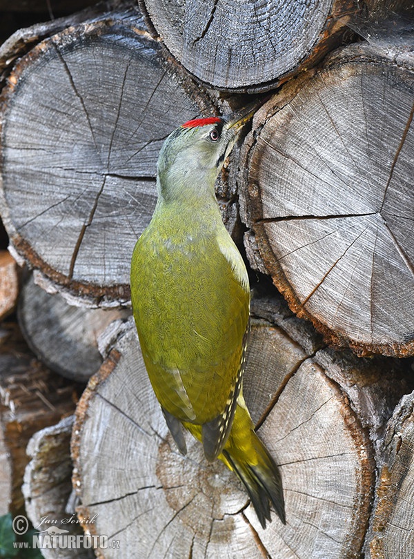 Žlna sivá (Picus canus)