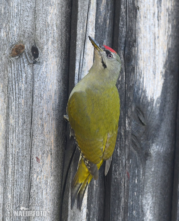 Žlna sivá (Picus canus)