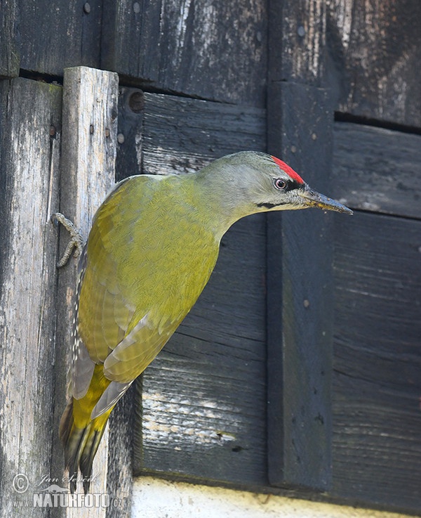 Žlna sivá (Picus canus)