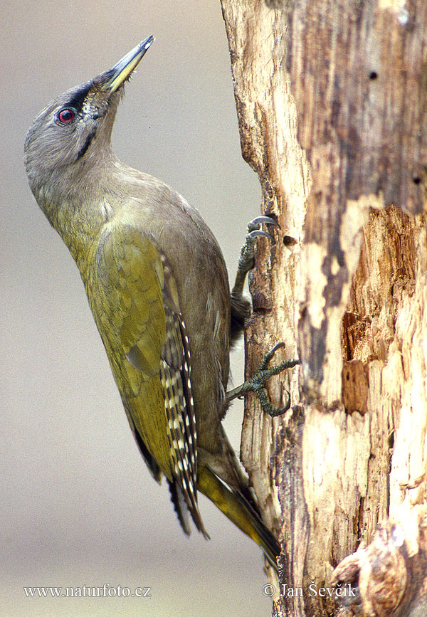 Žlna sivá (Picus canus)