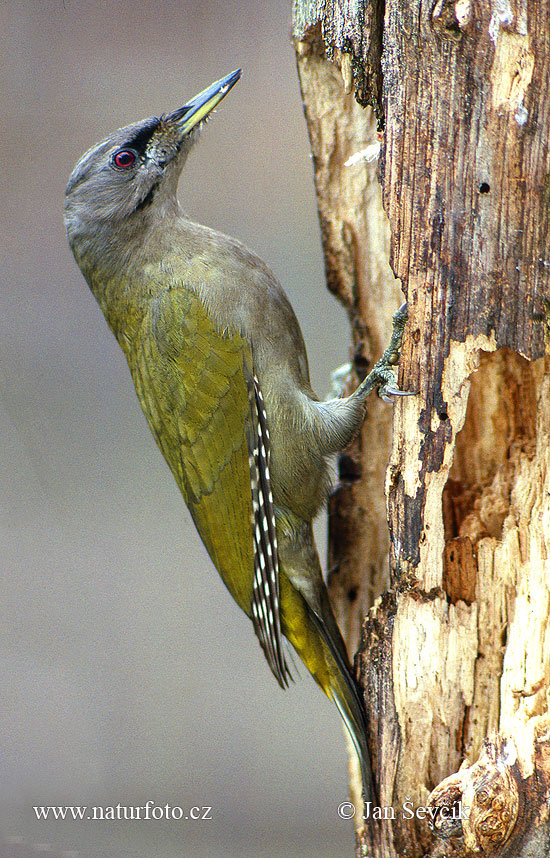 Žlna sivá (Picus canus)