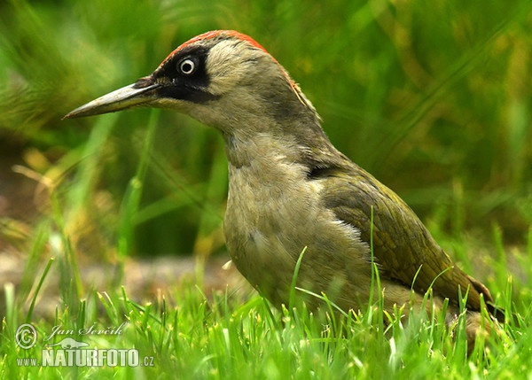 Žlna zelená (Picus viridis)