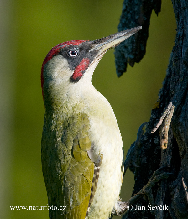 Žlna zelená (Picus viridis)