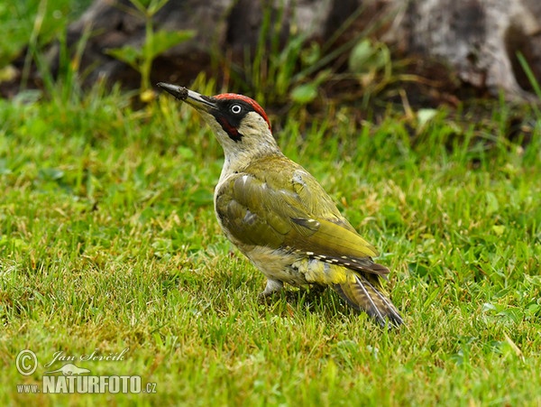 Žlna zelená (Picus viridis)