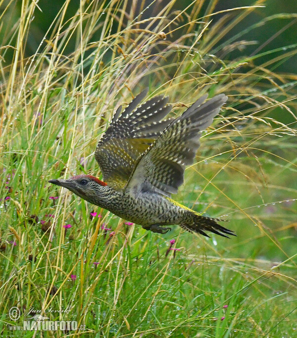 Žlna zelená (Picus viridis)