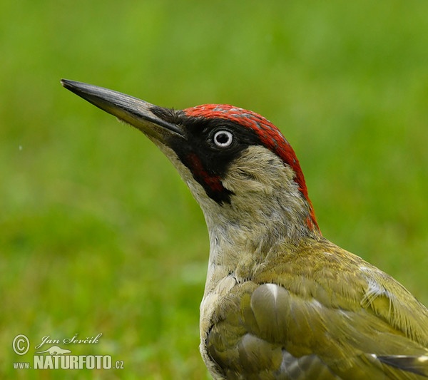 Žlna zelená (Picus viridis)