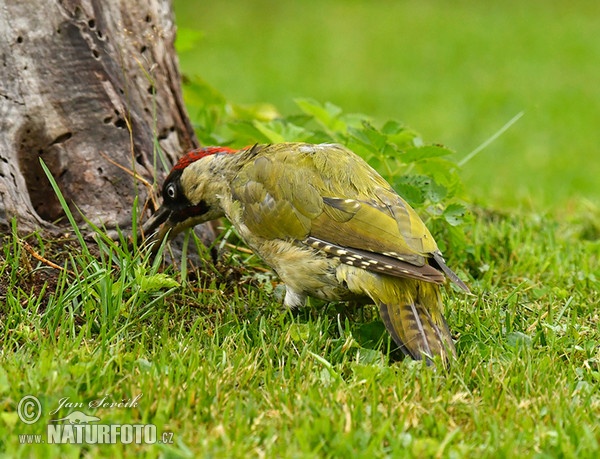 Žlna zelená (Picus viridis)