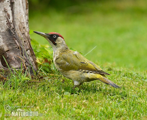 Žlna zelená (Picus viridis)