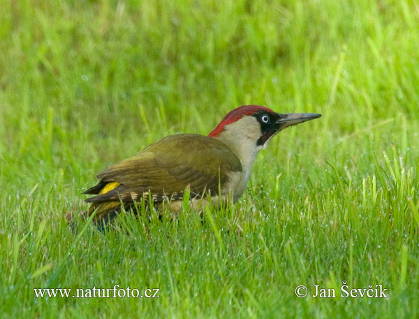 Žlna zelená (Picus viridis)