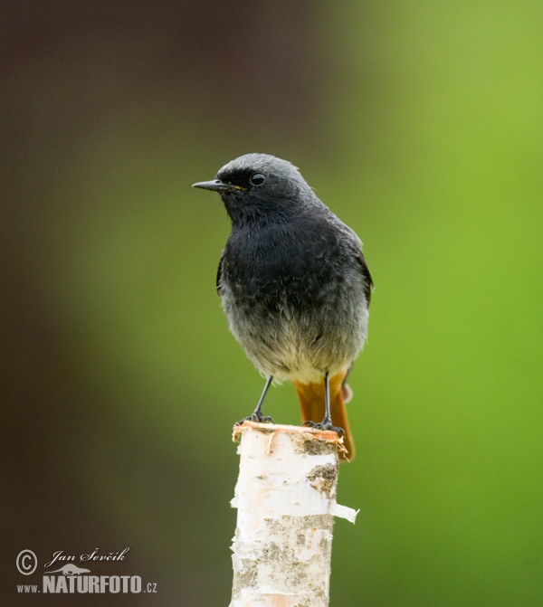 Žľtochvost domový (Phoenicurus ochruros)