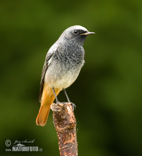 Žľtochvost domový (Phoenicurus ochruros)