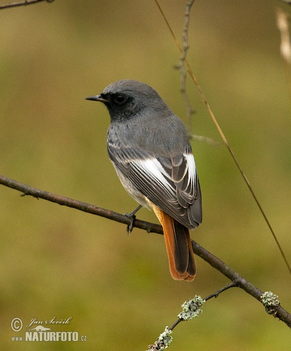 Žľtochvost domový (Phoenicurus ochruros)